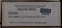 Physarum nutans image